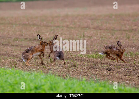 European hare, Brown hare (Lepus europaeus), three hares fighting on an acre at mating time, Germany, Bavaria Stock Photo