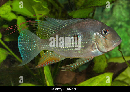thread-finned cichlid, threadfin acara (Acarichthys heckelii), male Stock Photo