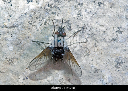 Large bee-fly (Bombylella atra, Bombylius ater), top view, Germany Stock Photo