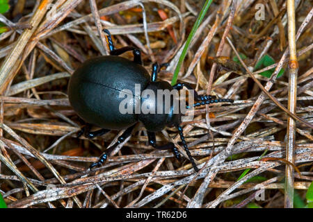 bloody-nosed beetle, blood spewer, blood spewing beetle (Timarcha tenebricosa), on dried grass, view from above, Germany Stock Photo