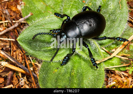 bloody-nosed beetle, blood spewer, blood spewing beetle (Timarcha tenebricosa), view from above, Germany Stock Photo
