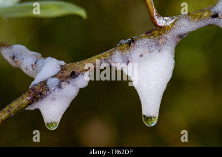 Willow Spittlebug, willow froghopper (Aphrophora salicina, Aphrophora salicis), larva in foam, Germany Stock Photo