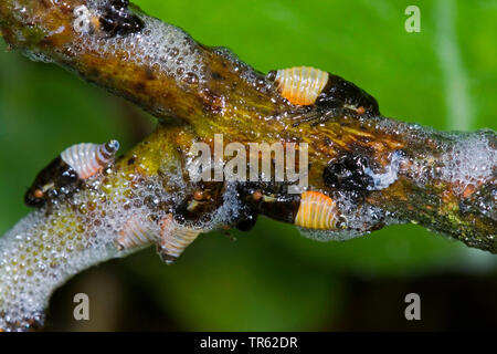 Willow Spittlebug, willow froghopper (Aphrophora salicina, Aphrophora salicis), larva in foam, Germany Stock Photo