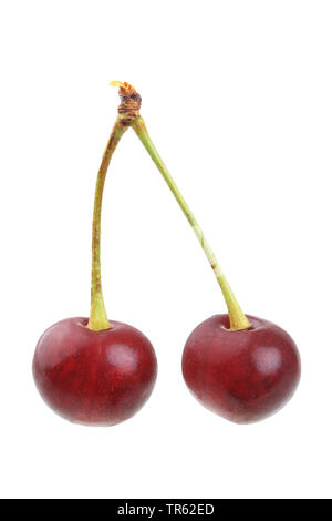 Cherry tree, Sweet cherry (Prunus avium 'Schattenmorelle', Prunus avium Schattenmorelle), cherrie of cultivar Schattenmorelle, cutout Stock Photo