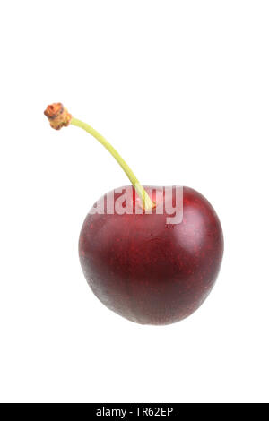 Cherry tree, Sweet cherry (Prunus avium 'Hedelfinger', Prunus avium Hedelfinger), cherry of cultivar Hedelfinger, cutout Stock Photo