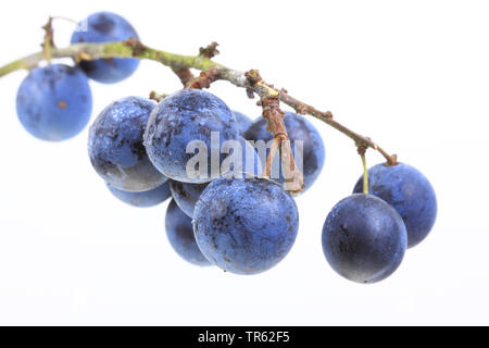 blackthorn, sloe (Prunus spinosa), fruits on a branch, cutout, Bundesrepublik Deutschland Stock Photo