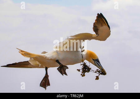 northern gannet (Sula bassana, Morus bassanus), in gliding flight with nesting material in the bill, Germany, Schleswig-Holstein, Heligoland Stock Photo