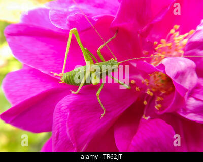 Speckled bushcricket, Speckled bush-cricket (Leptophyes punctatissima), female sitting on a rose flower, Germany, Schleswig-Holstein, Heligoland Stock Photo