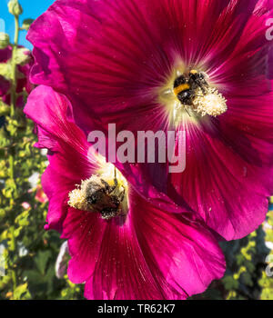 holly hock, hollyhock (Alcea rosea, Althaea rosea), bumble bees on holly hock flowers, Germany, Lower Saxony, East Frisia Stock Photo