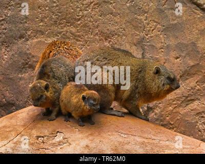 common rock hyrax, rock dassie (Procavia capensis), family, German Wine Route Stock Photo