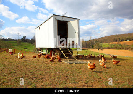 domestic fowl (Gallus gallus f. domestica), free-range chickens and mobile henhouse, Germany, Hesse Stock Photo