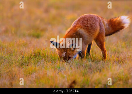 red fox (Vulpes vulpes), sniffing in an autumnal meadow, Czech Republic, Hlinsko Stock Photo