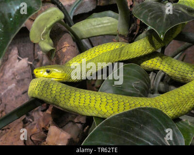 eastern green mamba, common mamba (Dendroaspis angusticeps), in the shrub Stock Photo