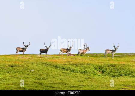 European reindeer, European caribou (Rangifer tarandus tarandus), Reindeers in a meadow, Norway, Finnmarken, Berlevag Stock Photo