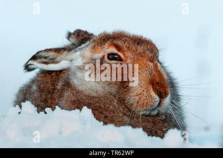 Scottish blue hare, mountain hare, white hare, Eurasian Arctic hare (Lepus timidus scotticus, Lepus scotticus), in change of coat, sitting in a snow pan, United Kingdom, Scotland, Avimore Stock Photo