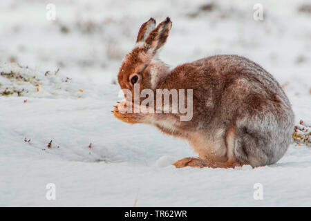 Scottish blue hare, mountain hare, white hare, Eurasian Arctic hare (Lepus timidus scotticus, Lepus scotticus), in change of coat, sitting in the snow and grooming with the fore paws, United Kingdom, Scotland, Avimore Stock Photo