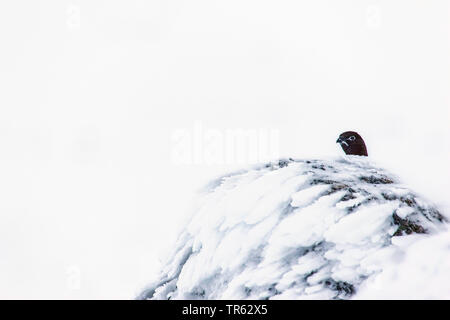 Red grouse (Lagopus lagopus scoticus), in snow, peering out from behind a frozen rock, United Kingdom, Scotland, Avimore Stock Photo