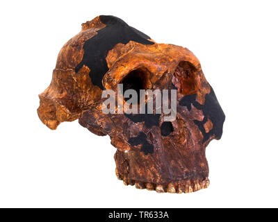 hominin (Paranthropus boisei, Zinjanthropus boisei, Australopithecus boisei ), skull