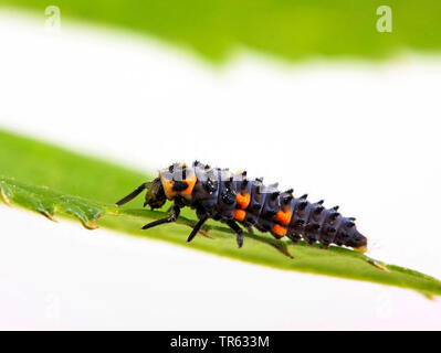 seven-spot ladybird, sevenspot ladybird, 7-spot ladybird (Coccinella septempunctata), larva sitting on a leaf, Germany, Hesse Stock Photo