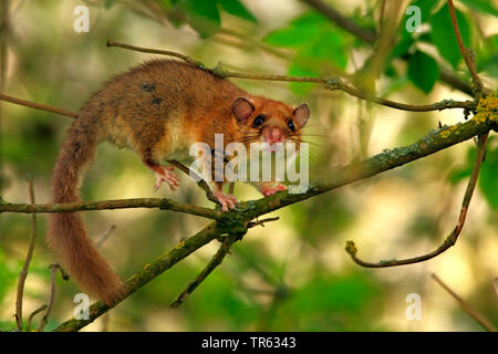 edible dormouse, edible commoner dormouse, fat dormouse, squirrel-tailed dormouse (Glis glis), climbing on a lichened twig, Germany, Hesse Stock Photo