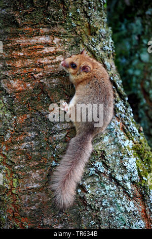 edible dormouse, edible commoner dormouse, fat dormouse, squirrel-tailed dormouse (Glis glis), climbing up a tree trunk, Germany, Hesse Stock Photo