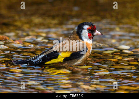 Eurasian goldfinch (Carduelis carduelis), bathing in shallow water, side view, Germany, Mecklenburg-Western Pomerania Stock Photo