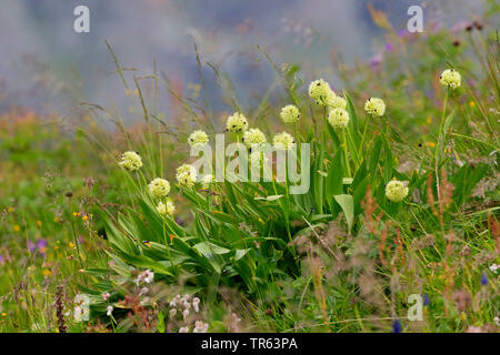 Long-rooted garlic, Victory Onion (Allium victorialis), blooming, Germany Stock Photo