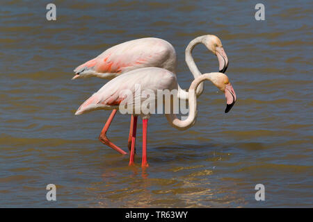 greater flamingo (Phoenicopterus roseus, Phoenicopterus ruber roseus), two greater flamingos foraging together in shallow water, side view, Spain, Katalonia Stock Photo