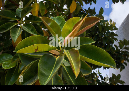 Indian Rubber Tree, Rubber Plant (Ficus elastica), branch, Spain, Katalonia Stock Photo