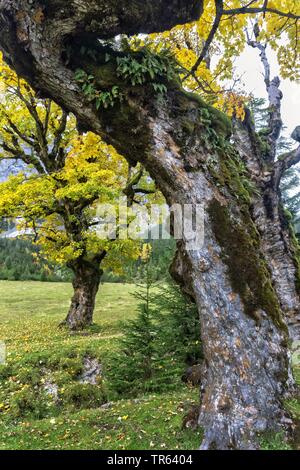 sycamore maple, great maple (Acer pseudoplatanus), gnarled and mossy tree trunk in autumn, Small Ahornboden, Valley of Johannis, Karwendel mountain, Austria, Tyrol Stock Photo