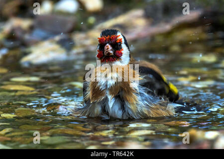 Eurasian goldfinch (Carduelis carduelis), bathing in shallow water, front view, Germany, Mecklenburg-Western Pomerania Stock Photo