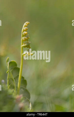 Moonwort grape-fern (Botrychium lunaria), Germany, Bavaria Stock Photo