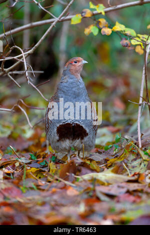 grey partridge (Perdix perdix), on the ground, front view, Austria Stock Photo