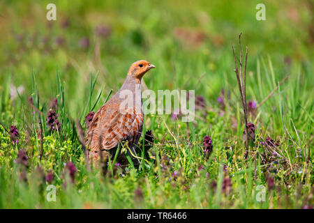 grey partridge (Perdix perdix), sitting in a meadow, Austria Stock Photo