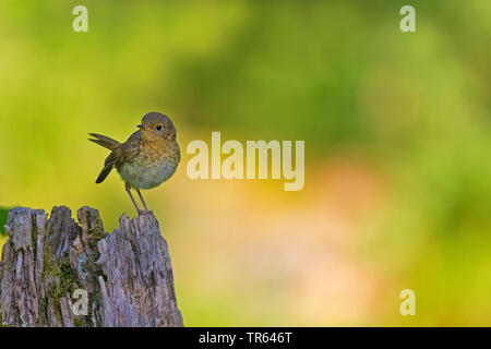 European robin (Erithacus rubecula), young bird sitting on a dead tree stump, Germany Stock Photo
