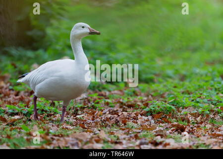 snow goose (Anser caerulescens, Chen caerulescens), walking in a meadow, USA Stock Photo
