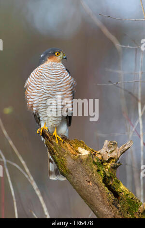 Hawk Sits On A Branch Of A Dead Treered-tailed Hawk ; Date: 4 April 