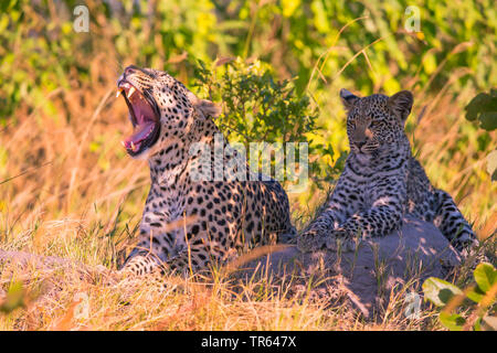 leopard (Panthera pardus), yawning leopardess resting with a young animal in the shadow, Botswana