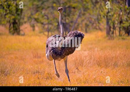 ostrich (Struthio camelus), running through savanna, Botswana Stock Photo
