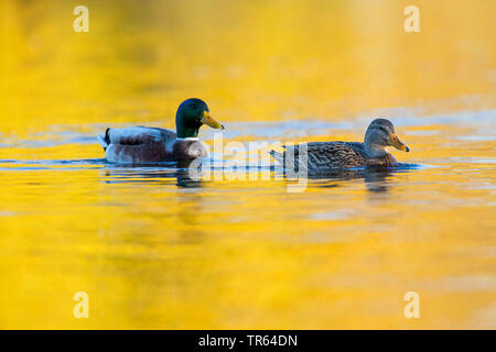 mallard (Anas platyrhynchos), swimming pair, side view, Germany, Bavaria Stock Photo