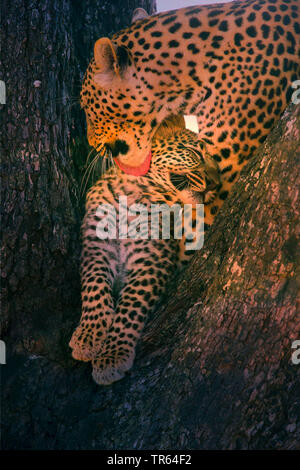 black leopard, black panther (Panthera pardus), leopardess sitting with a youngster in a tree and cuddling it, Botswana Stock Photo