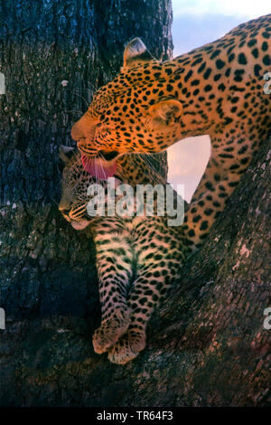 black leopard, black panther (Panthera pardus), leopardess sitting with a youngster in a tree and cuddling it, Botswana Stock Photo