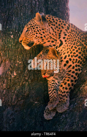 black leopard, black panther (Panthera pardus), leopardess sitting with a youngster in a tree , Botswana Stock Photo