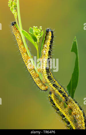 large white (Pieris brassicae), caterpillars at a stem, Germany Stock Photo