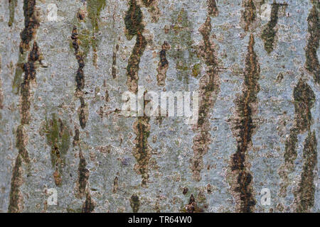 grey alder, hoary alder, speckled alder (Alnus incana), bark, Germany Stock Photo