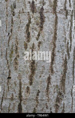 grey alder, hoary alder, speckled alder (Alnus incana), bark, Germany Stock Photo