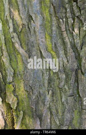 hornbeam betulus carpinus