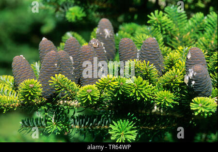 Korean fir (Abies koreana), branches with cones Stock Photo