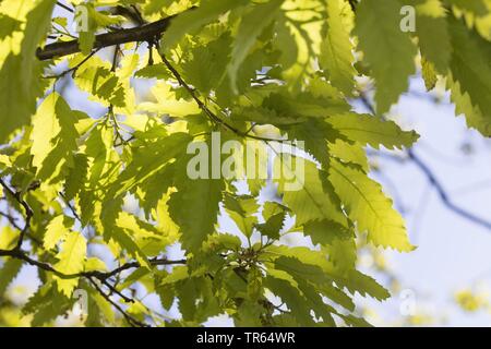 Lebanon oak (Quercus libani, Quercus vesca), branch in backlight Stock Photo