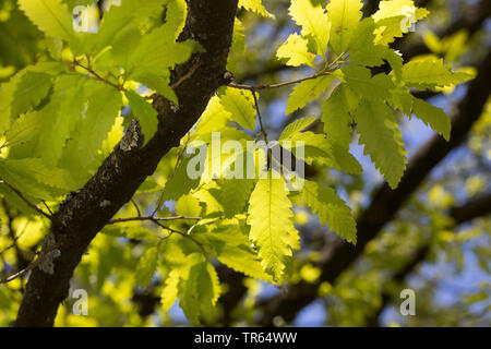 Lebanon oak (Quercus libani, Quercus vesca), branch in backlight Stock Photo